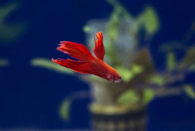 Savaşçı Siyam Balığı (Betta ihtişamlı), diğer adıyla Beta Balığı