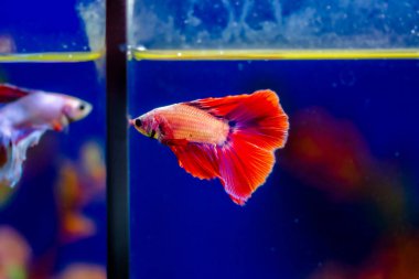 Savaşçı Siyam Balığı (Betta ihtişamlı), diğer adıyla Beta Balığı