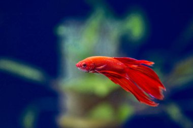 Savaşçı Siyam Balığı (Betta ihtişamlı), diğer adıyla Beta Balığı