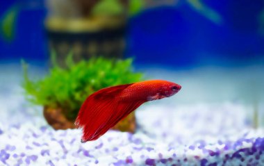 Savaşçı Siyam Balığı (Betta ihtişamlı), diğer adıyla Beta Balığı