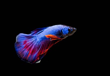Savaşçı Siyam Balığı (Betta ihtişamlı), diğer adıyla Beta Balığı