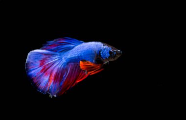 Savaşçı Siyam Balığı (Betta ihtişamlı), diğer adıyla Beta Balığı