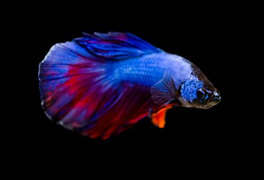 Savaşçı Siyam Balığı (Betta ihtişamlı), diğer adıyla Beta Balığı