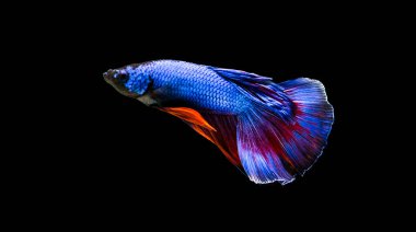 Savaşçı Siyam Balığı (Betta ihtişamlı), diğer adıyla Beta Balığı