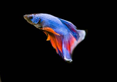 Savaşçı Siyam Balığı (Betta ihtişamlı), diğer adıyla Beta Balığı