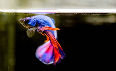 Savaşçı Siyam Balığı (Betta ihtişamlı), diğer adıyla Beta Balığı