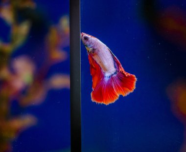 Savaşçı Siyam Balığı (Betta ihtişamlı), diğer adıyla Beta Balığı