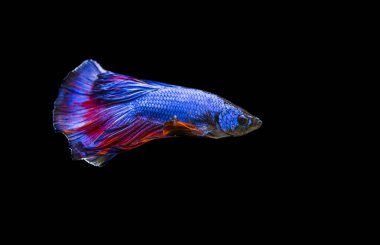 Savaşçı Siyam Balığı (Betta ihtişamlı), diğer adıyla Beta Balığı
