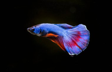 Savaşçı Siyam Balığı (Betta ihtişamlı), diğer adıyla Beta Balığı