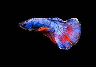 Savaşçı Siyam Balığı (Betta ihtişamlı), diğer adıyla Beta Balığı