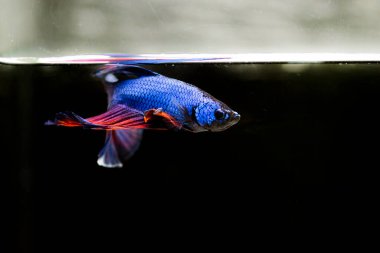 Savaşçı Siyam Balığı (Betta ihtişamlı), diğer adıyla Beta Balığı