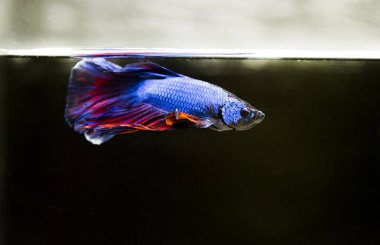 Savaşçı Siyam Balığı (Betta ihtişamlı), diğer adıyla Beta Balığı