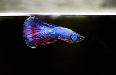 Savaşçı Siyam Balığı (Betta ihtişamlı), diğer adıyla Beta Balığı