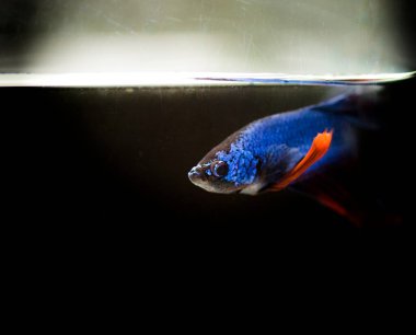 Savaşçı Siyam Balığı (Betta ihtişamlı), diğer adıyla Beta Balığı