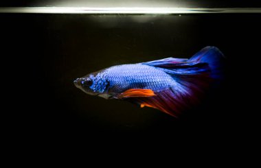 Savaşçı Siyam Balığı (Betta ihtişamlı), diğer adıyla Beta Balığı