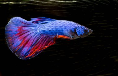 Savaşçı Siyam Balığı (Betta ihtişamlı), diğer adıyla Beta Balığı