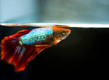 Savaşçı Siyam Balığı (Betta ihtişamlı), diğer adıyla Beta Balığı