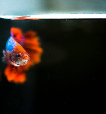 Savaşçı Siyam Balığı (Betta ihtişamlı), diğer adıyla Beta Balığı