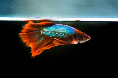 Savaşçı Siyam Balığı (Betta ihtişamlı), diğer adıyla Beta Balığı