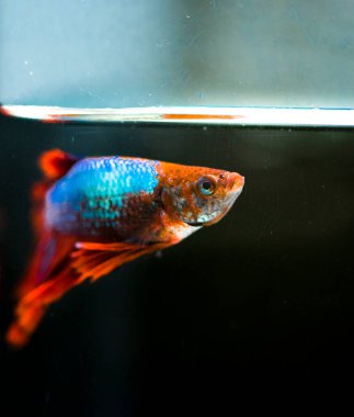 Savaşçı Siyam Balığı (Betta ihtişamlı), diğer adıyla Beta Balığı