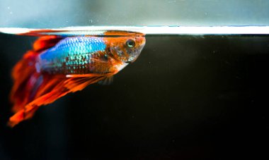 Savaşçı Siyam Balığı (Betta ihtişamlı), diğer adıyla Beta Balığı