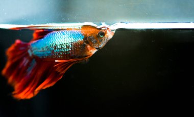 Savaşçı Siyam Balığı (Betta ihtişamlı), diğer adıyla Beta Balığı