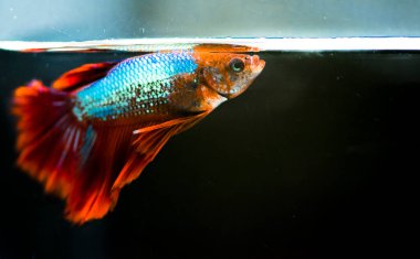 Savaşçı Siyam Balığı (Betta ihtişamlı), diğer adıyla Beta Balığı