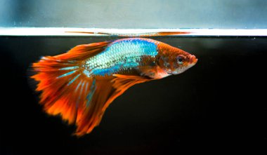 Savaşçı Siyam Balığı (Betta ihtişamlı), diğer adıyla Beta Balığı