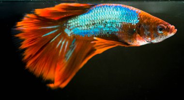 Savaşçı Siyam Balığı (Betta ihtişamlı), diğer adıyla Beta Balığı