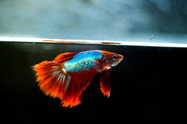 Savaşçı Siyam Balığı (Betta ihtişamlı), diğer adıyla Beta Balığı