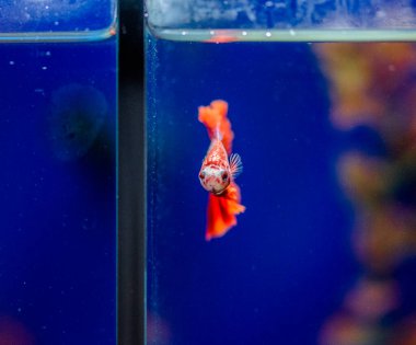 Savaşçı Siyam Balığı (Betta ihtişamlı), diğer adıyla Beta Balığı