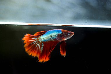 Savaşçı Siyam Balığı (Betta ihtişamlı), diğer adıyla Beta Balığı