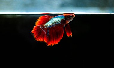 Savaşçı Siyam Balığı (Betta ihtişamlı), diğer adıyla Beta Balığı