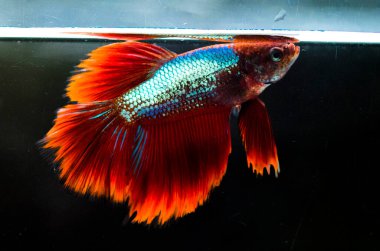 Savaşçı Siyam Balığı (Betta ihtişamlı), diğer adıyla Beta Balığı