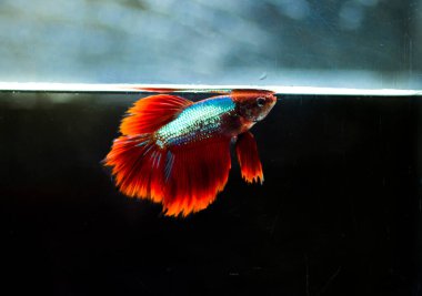 Savaşçı Siyam Balığı (Betta ihtişamlı), diğer adıyla Beta Balığı