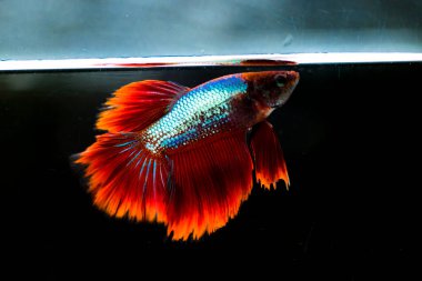 Savaşçı Siyam Balığı (Betta ihtişamlı), diğer adıyla Beta Balığı