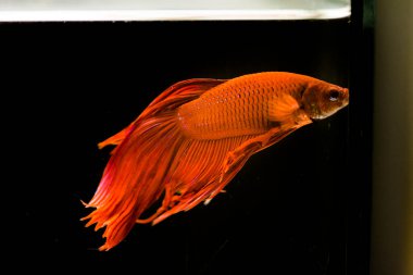 Savaşçı Siyam Balığı (Betta ihtişamlı), diğer adıyla Beta Balığı