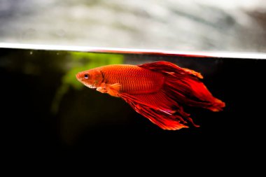 Savaşçı Siyam Balığı (Betta ihtişamlı), diğer adıyla Beta Balığı