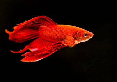 Savaşçı Siyam Balığı (Betta ihtişamlı), diğer adıyla Beta Balığı