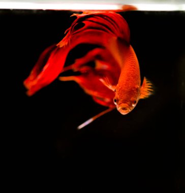 Savaşçı Siyam Balığı (Betta ihtişamlı), diğer adıyla Beta Balığı