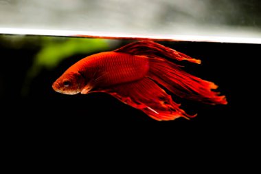 Savaşçı Siyam Balığı (Betta ihtişamlı), diğer adıyla Beta Balığı