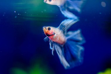 Savaşçı Siyam Balığı (Betta ihtişamlı), diğer adıyla Beta Balığı