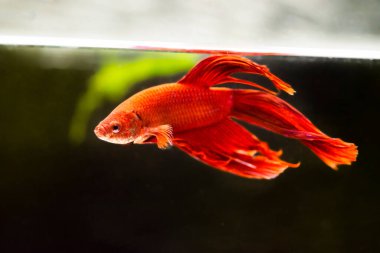 Savaşçı Siyam Balığı (Betta ihtişamlı), diğer adıyla Beta Balığı