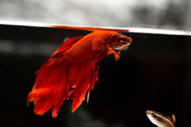 Savaşçı Siyam Balığı (Betta ihtişamlı), diğer adıyla Beta Balığı