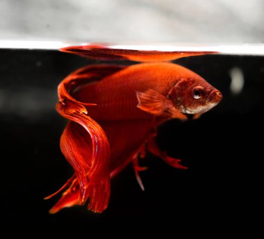 Savaşçı Siyam Balığı (Betta ihtişamlı), diğer adıyla Beta Balığı