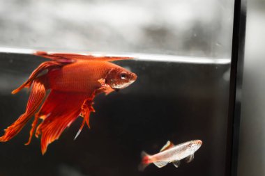 Savaşçı Siyam Balığı (Betta ihtişamlı), diğer adıyla Beta Balığı