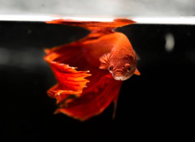 Savaşçı Siyam Balığı (Betta ihtişamlı), diğer adıyla Beta Balığı