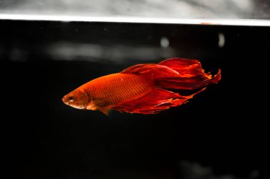 Savaşçı Siyam Balığı (Betta ihtişamlı), diğer adıyla Beta Balığı