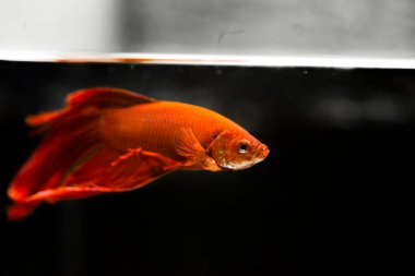 Savaşçı Siyam Balığı (Betta ihtişamlı), diğer adıyla Beta Balığı
