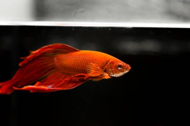 Savaşçı Siyam Balığı (Betta ihtişamlı), diğer adıyla Beta Balığı